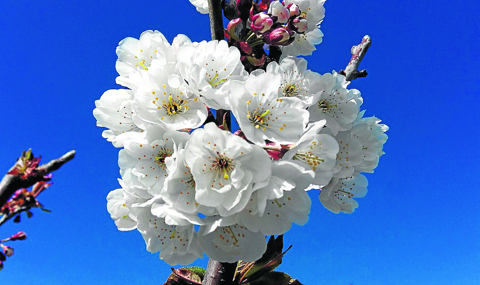 Les cerisiers, en l'occurrence en fleur, sont l'une des cultures ligneuses ayant une grande importance économique dans la Communauté.