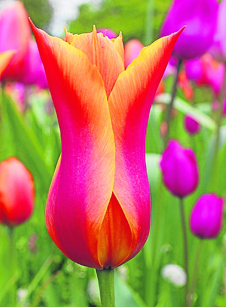 La tulipe 'ballerine' se distingue par son odeur