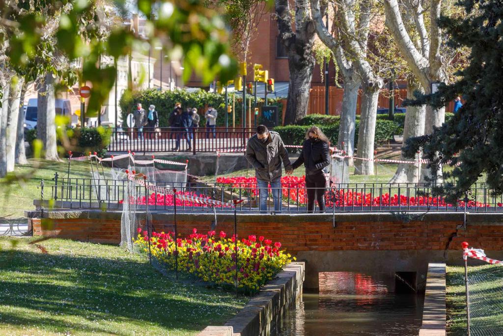 Le tapis de tulipes, de jonquilles et de crocus du Parque Grande José Antonio Labordeta est devenu l'une des attractions du printemps, également sur les réseaux sociaux.